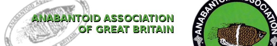 Anabantoid Association of Great Britain