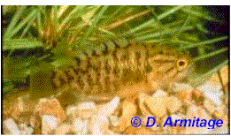 Sandelia Capensis � D. Armitage